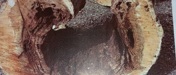 1681293306_villarrubia-1-arbol-malo