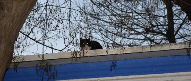 control_colinas_felinas_2