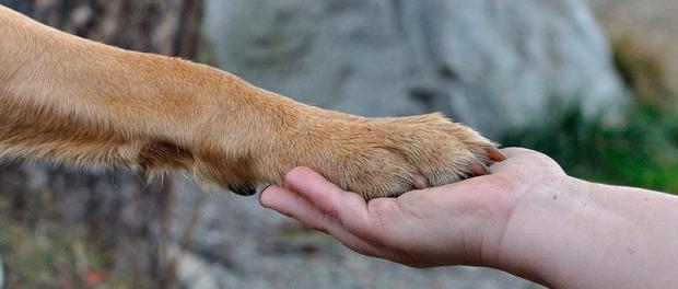 guia-protectoras-animales-espanolas-1